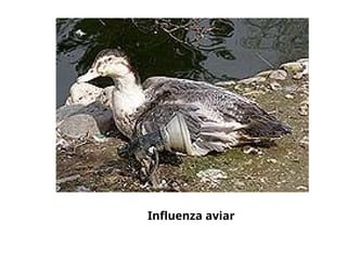 Influenza aviar
 
