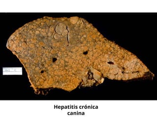 Hepatitis crónica
canina
 
