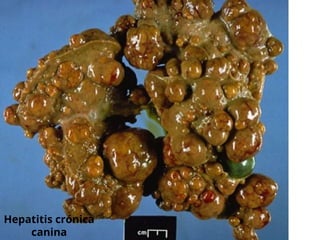 Hepatitis crónica
canina
 