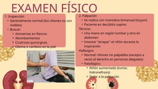 Examen Físico y Semiología del Hígado, Páncreas y Riñón en Medicina ...