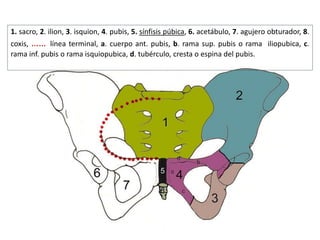 1. sacro, 2. ilion, 3. isquion, 4. pubis, 5. sínfisis púbica, 6. acetábulo, 7. agujero obturador, 8.
coxis, …… línea terminal, a. cuerpo ant. pubis, b. rama sup. pubis o rama iliopubica, c.
rama inf. pubis o rama isquiopubica, d. tubérculo, cresta o espina del pubis.
 