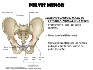 PELVIS MENOR
ESTRECHO SUPERIOR/ PLANO DE
ENTRADA/ ENTRADA DE LA PELVIS
 Promontorio, alas del sacro
(detrás).
 Linea terminal (laterales).
 Ramas horizontales de los huesos
púbicos y borde sup. sínfisis del
pubis (delante).
 