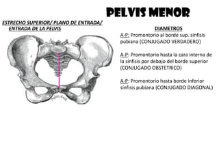 PELVIS MENOR
ESTRECHO SUPERIOR/ PLANO DE ENTRADA/
ENTRADA DE LA PELVIS DIAMETROS
A-P: Promontorio al borde sup. sinfisis
pubiana (CONJUGADO VERDADERO)
A-P: Promontorio hasta la cara interna de
la sínfisis por debajo del borde superior
(CONJUGADO OBSTETRICO)
A-P: Promontorio hasta borde inferior
sínfisis pubiana (CONJUGADO DIAGONAL)
 