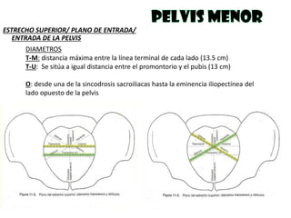 DIAMETROS
T-M: distancia máxima entre la línea terminal de cada lado (13.5 cm)
T-U: Se sitúa a igual distancia entre el promontorio y el pubis (13 cm)
O: desde una de la sincodrosis sacroiliacas hasta la eminencia iliopectínea del
lado opuesto de la pelvis
ESTRECHO SUPERIOR/ PLANO DE ENTRADA/
ENTRADA DE LA PELVIS
 
