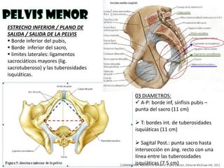 03 DIAMETROS:
 A-P: borde inf, sínfisis pubis –
punta del sacro (11 cm)
 T: bordes int. de tuberosidades
isquiáticas (11 cm)
 Sagital Post.: punta sacro hasta
intersección en áng. recto con una
línea entre las tuberosidades
isquiáticas (7.5 cm)CUNNINGHAM, Obstetricia Williams, 23ava Edición, Editorial McGraw-Hill, 2011
ESTRECHO INFERIOR / PLANO DE
SALIDA / SALIDA DE LA PELVIS
 Borde inferior del pubis,
 Borde inferior del sacro,
 limites laterales: ligamentos
sacrociáticos mayores (lig.
sacrotuberoso) y las tuberosidades
isquiáticas.
 