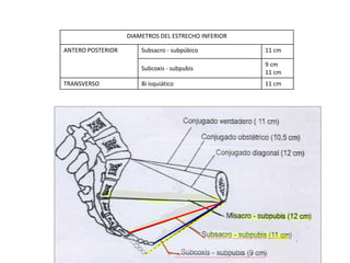 DIAMETROS DEL ESTRECHO INFERIOR
ANTERO POSTERIOR Subsacro - subpúbico 11 cm
Subcoxis - subpubis
9 cm
11 cm
TRANSVERSO Bi isquiático 11 cm
 