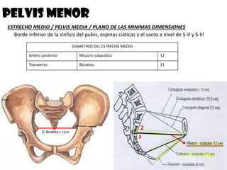 ESTRECHO MEDIO / PELVIS MEDIA / PLANO DE LAS MINIMAS DIMENSIONES
Borde inferior de la sínfisis del pubis, espinas ciáticas y el sacro a nivel de S-II y S-III
PELVIS MENOR
DIAMETROS DEL ESTRECHO MEDIO
Antero posterior Misacro subpubico 12
Transverso Biciatico 11
2
3
D. Biciático = 11cm
 