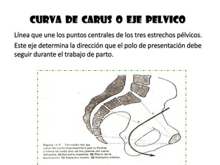 Curva de carus o eje pelvico
Línea que une los puntos centrales de los tres estrechos pélvicos.
Este eje determina la dirección que el polo de presentación debe
seguir durante el trabajo de parto.
 