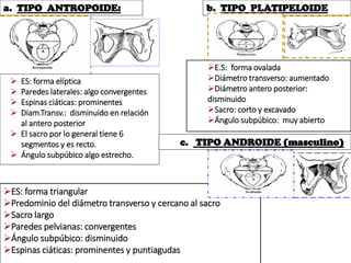 a. TIPO ANTROPOIDE:
 ES: forma elíptica
 Paredes laterales: algo convergentes
 Espinas ciáticas: prominentes
 Diam.Transv.: disminuido en relación
al antero posterior
 El sacro por lo general tiene 6
segmentos y es recto.
 Ángulo subpúbico algo estrecho.
b. TIPO PLATIPELOIDE
E.S: forma ovalada
Diámetro transverso: aumentado
Diámetro antero posterior:
disminuido
Sacro: corto y excavado
Ángulo subpúbico: muy abierto
c. TIPO ANDROIDE (masculino)
ES: forma triangular
Predominio del diámetro transverso y cercano al sacro
Sacro largo
Paredes pelvianas: convergentes
Ángulo subpúbico: disminuido
Espinas ciáticas: prominentes y puntiagudas
 
