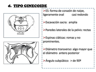 d. TIPO GINECOIDE
ES: forma de corazón de naipe,
ligeramente oval casi redondo
Excavación sacra: amplia
Paredes laterales de la pelvis: rectas
Espinas ciáticas: romas y no
prominentes.
Diámetro transverso: algo mayor que
el diámetro antero posterior
Ángulo subpúbico: > de 90º
 