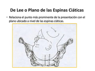 De Lee o Plano de las Espinas Ciáticas
 Relaciona el punto más prominente de la presentación con el
plano ubicado a nivel de las espinas ciáticas.
 