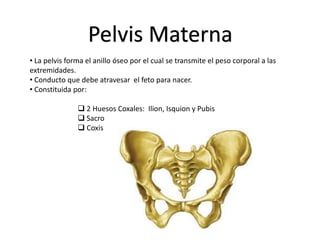 Pelvis Materna
• La pelvis forma el anillo óseo por el cual se transmite el peso corporal a las
extremidades.
• Conducto que debe atravesar el feto para nacer.
• Constituida por:
 2 Huesos Coxales: Ilion, Isquion y Pubis
 Sacro
 Coxis
 