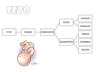 FETO OVOIDE COMPUESTO
POLOS
CEFÁLICO
PODÁLICO
SEGMENTOS
CABEZA
HOMBROS
NALGAS
 