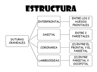 ESTRUCTURA
SUTURAS
CRANEALES
INTERFRONTAL
ENTRE LOS 2
HUESOS
FRONTALES
SAGITAL
ENTRE 2
PARIETALES
CORONARIA
(2) ENTRE EL
FRONTAL Y EL
PARIETAL
LAMBDOIDEAS
(2) ENTRE
PARIETAL Y
OCCIPITAL
 