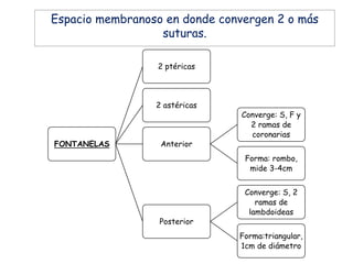 FONTANELAS
2 ptéricas
2 astéricas
Anterior
Converge: S, F y
2 ramas de
coronarias
Forma: rombo,
mide 3-4cm
Posterior
Converge: S, 2
ramas de
lambdoideas
Forma:triangular,
1cm de diámetro
Espacio membranoso en donde convergen 2 o más
suturas.
 