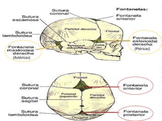 (Astéricas)
(Ptéricas)
 