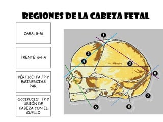 REGIONES DE LA CABEZA FETAL
CARA: G-M
FRENTE: G-FA
VÉRTICE: FA,FP Y
EMINENCIAS
PAR.
OCCIPUCIO: FP Y
UNIÓN DE
CABEZA CON EL
CUELLO
 