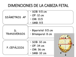 DIMENCIONES DE LA CABEZA FETAL
• SOB: 9.5 cm
• OF: 12 cm
• OM: 13.5
• SMB: 9.5
DIÁMETROS AP
• Biparietal: 9.5 cm
• Bitemporal: 8 cm
D.
TRANSVERSOS
• SOB: 32 cm
• OF: 34 cm
• OM: 36 cm
• SMB: 32 cm
P. CEFÁLICOS
9.5 cm
8 cm
 