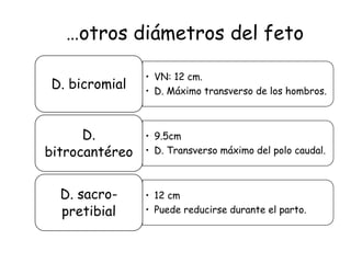 • VN: 12 cm.
• D. Máximo transverso de los hombros.
D. bicromial
• 9.5cm
• D. Transverso máximo del polo caudal.
D.
bitrocantéreo
• 12 cm
• Puede reducirse durante el parto.
D. sacro-
pretibial
…otros diámetros del feto
 