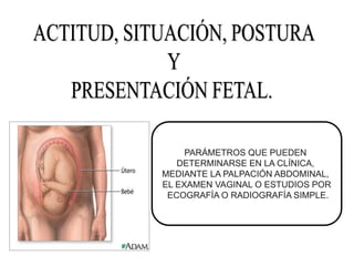 PARÁMETROS QUE PUEDEN
DETERMINARSE EN LA CLÍNICA,
MEDIANTE LA PALPACIÓN ABDOMINAL,
EL EXAMEN VAGINAL O ESTUDIOS POR
ECOGRAFÍA O RADIOGRAFÍA SIMPLE.
 