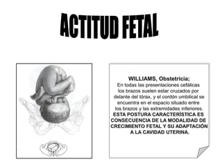 WILLIAMS, Obstetricia;
En todas las presentaciones cefálicas
los brazos suelen estar cruzados por
delante del tórax, y el cordón umbilical se
encuentra en el espacio situado entre
los brazos y las extremidades inferiores.
ESTA POSTURA CARACTERÍSTICA ES
CONSECUENCIA DE LA MODALIDAD DE
CRECIMIENTO FETAL Y SU ADAPTACIÓN
A LA CAVIDAD UTERINA.
 