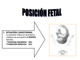 1. SITUACIÓN LONGITUDINAL
La posición indica en que flanco
materno se encuentra el DORSO
del feto.
**POSICIÓN IZQUIERDA 66%
**POSISCIÓN DERECHA 34%
 