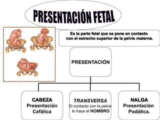 Es la parte fetal que se pone en contacto
con el estrecho superior de la pelvis materna.
PRESENTACIÓN
CABEZA
Presentación
Cefálica
TRANSVERSA
El contacto con la pelvis
lo hace el HOMBRO
NALGA
Presentación
Podálica.
 