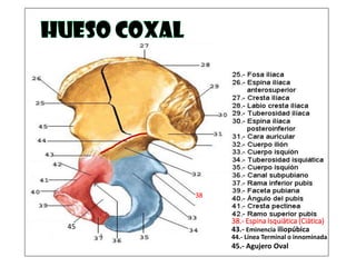 38
38.- Espina Isquiática (Ciática)
43.- Eminencia iliopúbica45
44.- Línea Terminal o innominada
45.- Agujero Oval
 