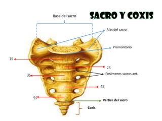 Base del sacro
Promontorio
Alas del sacro
1S
3S
5S
4S
2S
Vértice del sacro
Coxis
Forámenes sacros ant.
 