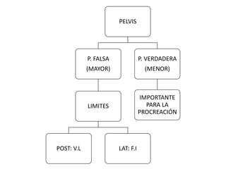 PELVIS
P. FALSA
(MAYOR)
LIMITES
POST: V.L LAT: F.I
P. VERDADERA
(MENOR)
IMPORTANTE
PARA LA
PROCREACIÓN
 
