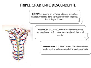 ORIGEN: se origina en el fondo uterino, a nivel de
las astas uterinas, zona cornual derecha o izquierda
hasta llegar al cuello
DURACION: la contracción dura mas en el fondo y
es mas breve conforme se va extendiendo hacia el
cérvix.
INTENSIDAD: la contracción es mas intensa en el
fondo uterino y disminuye de forma descendente
TRIPLE GRADIENTE DESCENDENTE
 