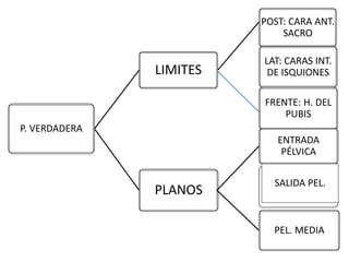 POST: CARA ANT.
SACRO
LAT: CARAS INT.
DE ISQUIONES
FRENTE: H. DEL
PUBIS
LIMITES
PLANOS
ENTRADA
PÉLVICA
SALIDA PEL.
PEL. MEDIA
P. VERDADERA
 