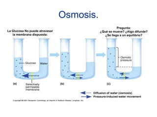 Osmosis.
                                                      Pregunta:
La Glucosa No puede atravesar              ¿Qué se mueve? ¿Algo difunde?
   la membrana dispuesta:                     ¿Se llega a un equilibrio?
 