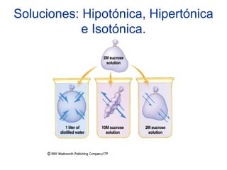 Soluciones: Hipotónica, Hipertónica
            e Isotónica.
 