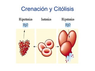 Crenación y Citólisis
 