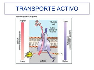 TRANSPORTE ACTIVO
 
