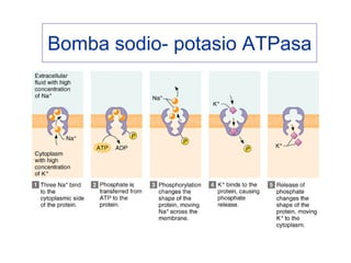 Bomba sodio- potasio ATPasa
 
