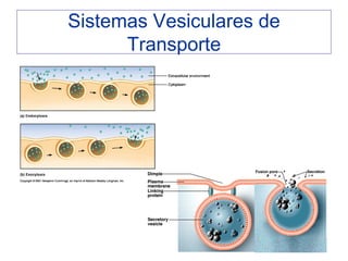 Sistemas Vesiculares de
      Transporte
 