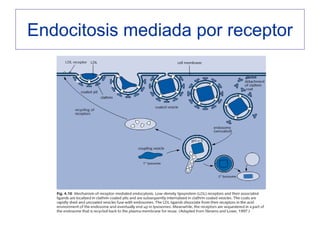 Endocitosis mediada por receptor
 