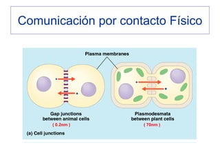 Comunicación por contacto Físico
 