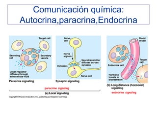 Comunicación química:
Autocrina,paracrina,Endocrina
 