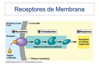 Receptores de Membrana
 