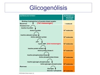Glicogenólisis
 