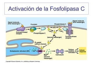 Activación de la Fosfolipasa C
 