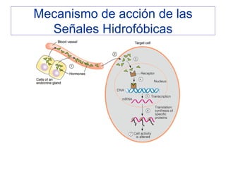 Mecanismo de acción de las
  Señales Hidrofóbicas
 