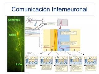 Comunicación Interneuronal
Dendritas




Soma




     Axón
 