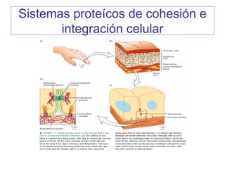Sistemas proteícos de cohesión e
       integración celular
 
