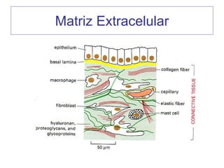Matriz Extracelular
 