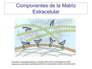 Componentes de la Matriz
     Extracelular
 