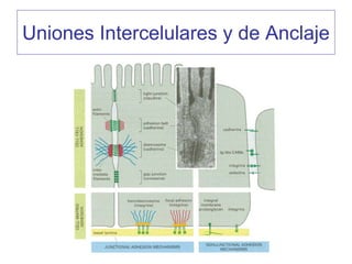 Uniones Intercelulares y de Anclaje
 
